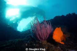 Color in California. A Garibaldi along side a colorful go... by Douglas Klug 